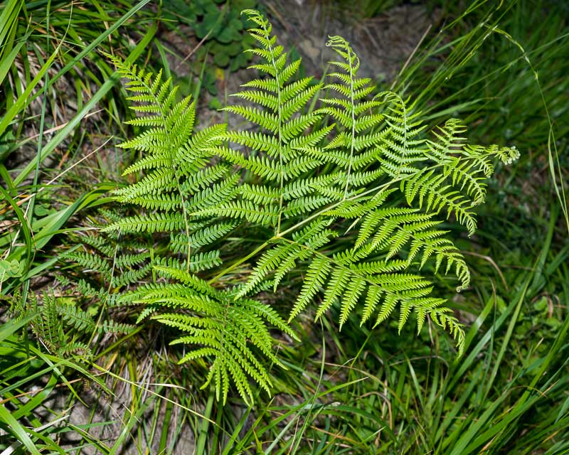 Pteridium aquilinum / Felce aquilina